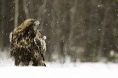 Golden eagle - Sweden Terrestrial,ground,environment,ecosystem,Habitat,evergreen,Evergreen forest,forests,Forest,wintery,cold,Winter,snowy,Snow,chilly,Cold,eagle,raptor,bird of prey,bird,birds,Golden eagle,Aquila chrysaeto