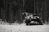 Golden eagle - Sweden environment,ecosystem,Habitat,colours,color,colors,Colour,wintery,cold,Winter,evergreen,Evergreen forest,Black and White,black + white,monochrome,black & white,forests,Forest,snowy,Snow,chilly,Cold,co