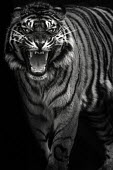 Bengal tiger - India fierce,scary,patterns,patterned,Pattern,coloration,Colouration,Black and White,black + white,monochrome,black & white,Portrait,face picture,face shot,stripe,Stripes,stripy,striped,blur,selective focus