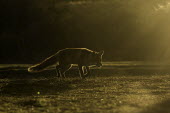 Red fox - Netherlands outline,silhouetted,shadow,Silhouette,shadows,silhouettes,fox,Red fox,Vulpes vulpes,Chordates,Chordata,Mammalia,Mammals,Carnivores,Carnivora,Dog, Coyote, Wolf, Fox,Canidae,Renard Roux,Zorro Rojo,ZORRO