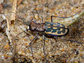 Tiger beetle - South Africa Macro,macrophotography,Terrestrial,ground,coloration,Colouration,bright colour,bright,Colourful,brightly coloured,colorful,bright colours,exoskeleton,Close up,colours,color,colors,Colour,environment,e