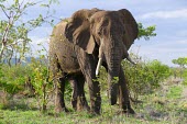 African elephant - South Africa African elephant,Loxodonta africana,Elephants,Elephantidae,Chordates,Chordata,Elephants, Mammoths, Mastodons,Proboscidea,Mammalia,Mammals,savanna elephant,Loxodonta africana africana,Éléphant d'Afri