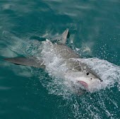 Great white shark - South Africa environment,ecosystem,Habitat,saltwater,Marine,saline,breach,Breaching,breached,action,movement,move,Moving,in action,in motion,motion,splashes,splash,Splashing,Aquatic,water,water body,Carnivorous,Ca