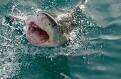 Great white shark breaking water - South Africa water,swimmer,swimming,Underwater,breach,Breaching,breached,splashes,splash,Splashing,Aquatic,water body,action,movement,move,Moving,in action,in motion,motion,Sea,seas,environment,ecosystem,Habitat,O