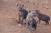 Spotted hyaena - South Africa Grassland,family,savannahs,savana,savannas,shrubland,savannah,Savanna,Terrestrial,ground,environment,ecosystem,Habitat,mature,fully grown,Adult,grown up,adults,Cub,cubs,Carnivorous,Carnivore,carnivore