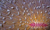 Mushroom coral - Indonesia coloration,Colouration,Close up,saltwater,Marine,saline,pink,violet,indigo,Purple,bright colour,bright,Colourful,brightly coloured,colorful,bright colours,Sea,seas,Ocean,oceans,oceanic,Neon,glowing,gl