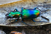Ground beetle - Malaysia Bernard Dupont azul,Blue,metallic,blur,selective focus,blurry,depth of field,Shallow focus,blurred,soft focus,coloration,Colouration,exoskeleton,Terrestrial,ground,Close up,Green,colours,color,colors,Colour,environment,ecosystem,Habitat,Macro,macrophotography,shimmery,shimmering,sparkling,Iridescent,sparkly,glittering,glittery,bright colour,bright,Colourful,brightly coloured,colorful,bright colours,Animalia,Arthropoda,Insecta,Coleoptera,Carabidae,Catascopus,beetle,beetles,insect,ground beetle