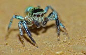 Jumping spider - Malaysia exoskeleton,Macro,macrophotography,blur,selective focus,blurry,depth of field,Shallow focus,blurred,soft focus,colours,color,colors,Colour,coloration,Colouration,shimmery,shimmering,sparkling,Iridesce
