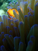 Common clownfish - Philippines anemone,anemone fish,reef,coral reef,Animalia,Cnidaria,Anthozoa,Actiniaria,Actiniidae,Condylactis,Condylactis gigantea,giant anemone,Common clownfish,Amphiprion ocellaris,Chordates,Chordata,Actinopter