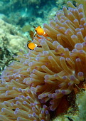 Common clownfish - Philippines anemone,anemone fish,reef,coral reef,Animalia,Cnidaria,Anthozoa,Actiniaria,Actiniidae,Condylactis,Condylactis gigantea,giant anemone,Common clownfish,Amphiprion ocellaris,Chordates,Chordata,Actinopter
