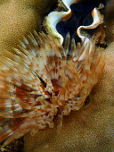 Feather worm - Philippines feather worm,feather duster worm,Animalia,Annelida,Polychaeta,Canalipalpata,Sabellida,Sabellidae,polychaete worm,polychaete,tube worm