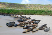 A colony of Galapagos sea lions on the beach - Galapagos Islands Galapagos sea lion,Zalophus wollebaeki,Galapagos sealion,Carnivores,Carnivora,Otariidae,Eared Seals,Chordates,Chordata,Mammalia,Mammals,Zalophus californianus wollebaeki,wollebaeki,Coastal,South Ameri