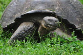 Galapagos giant tortoise - Galapagos Islands Galapagos giant tortoise,Chelonoidis nigra,Reptilia,Reptiles,Chordates,Chordata,Turtles,Testudines,Tortoises,Testudinidae,Geochelone spp.,Testudo nigra,Geochelone nigra,Tortuga Gigante De Las Galápag