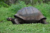 Galapagos giant tortoise - Galapagos Islands Galapagos giant tortoise,Chelonoidis nigra,Reptilia,Reptiles,Chordates,Chordata,Turtles,Testudines,Tortoises,Testudinidae,Geochelone spp.,Testudo nigra,Geochelone nigra,Tortuga Gigante De Las Galápag