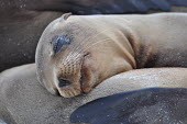 Galapagos sea lions asleep on the beach - Galapagos Islands Galapagos sea lion,Zalophus wollebaeki,Galapagos sealion,Carnivores,Carnivora,Otariidae,Eared Seals,Chordates,Chordata,Mammalia,Mammals,Zalophus californianus wollebaeki,wollebaeki,Coastal,South Ameri