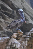 Brown pelican - Galapagos Islands Brown pelican,Pelecanus occidentalis,Ciconiiformes,Herons Ibises Storks and Vultures,Aves,Birds,Chordates,Chordata,Pelecanidae,Pelicans,Pelicans and Cormorants,Pelecaniformes,Pelecanus,North America,T