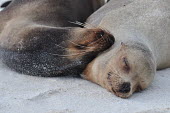 Galapagos sea lion snoozing on the beach - Galapagos Islands Galapagos sea lion,Zalophus wollebaeki,Galapagos sealion,Carnivores,Carnivora,Otariidae,Eared Seals,Chordates,Chordata,Mammalia,Mammals,Zalophus californianus wollebaeki,wollebaeki,Coastal,South Ameri