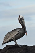 Brown pelican - Galapagos Islands Brown pelican,Pelecanus occidentalis,Ciconiiformes,Herons Ibises Storks and Vultures,Aves,Birds,Chordates,Chordata,Pelecanidae,Pelicans,Pelicans and Cormorants,Pelecaniformes,Pelecanus,North America,T