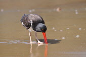 American oystercatcher foraging at low tide - Galapagos Islands American oystercatcher,Haematopus palliatus,Ciconiiformes,Herons Ibises Storks and Vultures,Charadriiformes,Shorebirds and Terns,Aves,Birds,Charadriidae,Lapwings, Plovers,Chordates,Chordata,American p