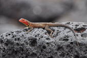 Galapagos lava lizard - Galapagos Islands Galapagos lava lizard,Microlophus albemarlensis
