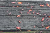 Sally lightfoot crabs - Galapagos Islands Sally lightfoot crab,Grapsus grapsus,Cancer jumpibus,Grapsus ornatus,Grapsus altifrons,Grapsus maculatus,Sally Lightfoot crab,Cancer grapsus,Grapsus pictus,Grapsidae,Grapsus,Animalia,Decapoda,Arthropo