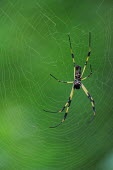 Golden silk orbweaver spider in its web - Galapagos Islands Golden silk orbweaver,Nephila clavipes