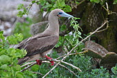 Red-footed booby - Galapagos Islands Red-footed booby,Sula sula,Gannets and Boobies,Sulidae,Aves,Birds,Chordates,Chordata,Ciconiiformes,Herons Ibises Storks and Vultures,Pelicans and Cormorants,Pelecaniformes,Fou à pieds rouges,Marine,A