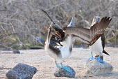 Blue-footed boobies during mating season  - Galapagos Islands Blue-footed booby,Sula nebouxii,Pelicans and Cormorants,Pelecaniformes,Chordates,Chordata,Aves,Birds,Gannets and Boobies,Sulidae,Ciconiiformes,Herons Ibises Storks and Vultures,Sula,Shore,Least Concer