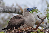 Red-footed booby nesting - Galapagos Islands Red-footed booby,Sula sula,Gannets and Boobies,Sulidae,Aves,Birds,Chordates,Chordata,Ciconiiformes,Herons Ibises Storks and Vultures,Pelicans and Cormorants,Pelecaniformes,Fou à pieds rouges,Marine,A