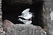 Swallow-tailed gulls during mating season - Galapagos Islands Swallow-tailed gull,Creagrus furcatus,Laridae,Gulls, Terns,Aves,Birds,Charadriiformes,Shorebirds and Terns,Ciconiiformes,Herons Ibises Storks and Vultures,Chordates,Chordata,Least Concern,Marine,Anima
