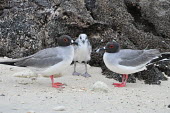 Family of swallow-tailed gulls - Galapagos Islands Swallow-tailed gull,Creagrus furcatus,Laridae,Gulls, Terns,Aves,Birds,Charadriiformes,Shorebirds and Terns,Ciconiiformes,Herons Ibises Storks and Vultures,Chordates,Chordata,Least Concern,Marine,Anima