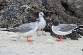Family of swallow-tailed gulls - Galapagos Islands Swallow-tailed gull,Creagrus furcatus,Laridae,Gulls, Terns,Aves,Birds,Charadriiformes,Shorebirds and Terns,Ciconiiformes,Herons Ibises Storks and Vultures,Chordates,Chordata,Least Concern,Marine,Anima