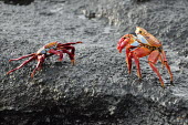 Sally lightfoot crabs face off - Galapagos Islands Sally lightfoot crab,Grapsus grapsus,Cancer jumpibus,Grapsus ornatus,Grapsus altifrons,Grapsus maculatus,Sally Lightfoot crab,Cancer grapsus,Grapsus pictus,Grapsidae,Grapsus,Animalia,Decapoda,Arthropo