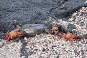 Sally lightfoot crab feasting on a dead marine iguana - Galapagos Islands Sally lightfoot crab,Grapsus grapsus,Cancer jumpibus,Grapsus ornatus,Grapsus altifrons,Grapsus maculatus,Sally Lightfoot crab,Cancer grapsus,Grapsus pictus,Grapsidae,Grapsus,Animalia,Decapoda,Arthropo
