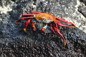 Sally lightfoot crab - Galapagos Islands Sally lightfoot crab,Grapsus grapsus,Cancer jumpibus,Grapsus ornatus,Grapsus altifrons,Grapsus maculatus,Sally Lightfoot crab,Cancer grapsus,Grapsus pictus,Grapsidae,Grapsus,Animalia,Decapoda,Arthropo