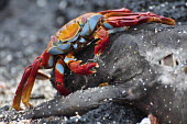 Sally lightfoot crab eating a the carcass of a marine iguana - Galapagos Islands Sally lightfoot crab,Grapsus grapsus,Cancer jumpibus,Grapsus ornatus,Grapsus altifrons,Grapsus maculatus,Sally Lightfoot crab,Cancer grapsus,Grapsus pictus,Grapsidae,Grapsus,Animalia,Decapoda,Arthropo