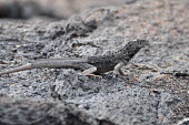 Lava lizard - Galapagos Islands Galapagos,lava lizard,Animalia Chordata Reptilia Squamata Tropiduridae,Lava lizard