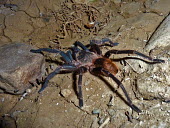 Tarantula - Peru Tarantula,spider,spiders,Animalia,Arthropoda,Arachnida,Araneae,Theraphosidae