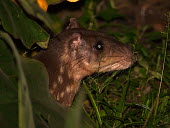 Paca - Peru Paca,Spotted paca,Agouti,Animalia,Chordata,Mammalia,Rodentia,Cuniculidae,Cuniculus paca,Agouti paca