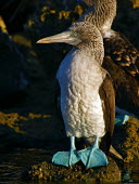 Blue-footed booby - Galapagos Blue-footed booby,Sula nebouxii,Pelicans and Cormorants,Pelecaniformes,Chordates,Chordata,Aves,Birds,Gannets and Boobies,Sulidae,Ciconiiformes,Herons Ibises Storks and Vultures,Sula,Shore,Least Concer
