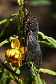 Redeye cicada - Australia Redeye cicada,redeye,cicada,Animalia,Arthropoda,Insecta,Hemiptera,Cicadidae,Psaltoda,Psaltoda moerens