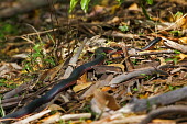 Red-bellied black snake Red-bellied black snake,Animalia,Chordata,Reptilia,Squamata,Elapidae,Pseudechis,Pseudechis porphyriacus,snake,snakes