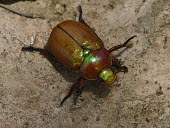 Christmas beetle - Australia Christmas beetle,Animalia,Arthropoda,Insecta,Coleoptera,Scarabaeidae,Anoplognathus,beetle,beetles