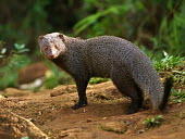Ruddy mongoose - Sri Lanka Ruddy mongoose,Animalia,Chordata,Mammalia,Carnivora,Herpestidae,Herpestes smithii