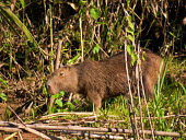 Capybara - Peru Capybara,Hydrochaeris hydrochaeris,Hydrochoerus hydrochaeris,Chordates,Chordata,Guinea Pig, Wild Cavies, and the Capybara,,Caviidae,Rodents,Rodentia,Mammalia,Mammals,Hydrochoeris hydrochaeris,Riparian