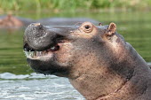 Hippopotamus - Uganda Hippopotamus,Hippopotamus amphibius,Hippopotamidae,Hippopotamuses,Mammalia,Mammals,Even-toed Ungulates,Artiodactyla,Chordates,Chordata,Hippo,common hippopotamus,Hipopótamo Anfibio,Hippopotame,Appendi