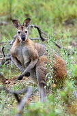 Red-necked wallaby - Australia Red-necked wallaby,Macropus rufogriseus