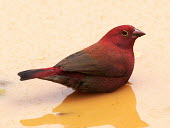 Red-billed firefinch - Uganda Animalia,Chordata,Aves,Passeriformes,Estrildidae,Lagonosticta senegala,Red-billed firefinch,finch,bird,birds