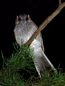 Australian Owlet-nightjar - Australia Animalia,Chordata,Aves,Caprimulgiformes,Aegothelidae,Aegotheles cristatus,Australian Owlet-nightjar