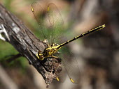 Yellow-striped hunter - Australia Yellow-striped hunter,Animalia,Arthropoda,Insecta,Odonata,Gomphidae,Austrogomphus guerini